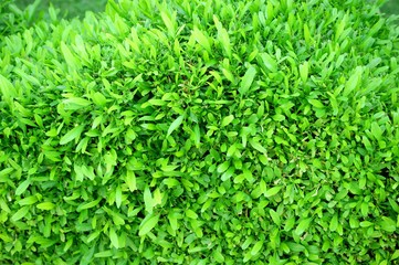 Obraz premium Bushes, green leaves. You can use it as a desktop background.