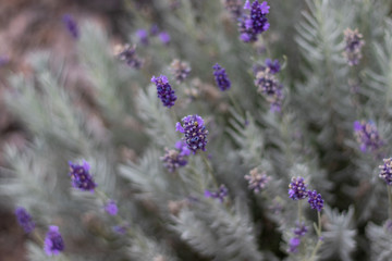 Lavender flower soft focus close up