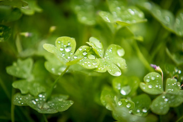 Goute d'eau sur une feuille