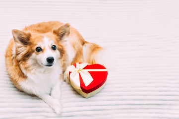 Ginger dog with a heart-shaped box. Valentine's Day Gift.