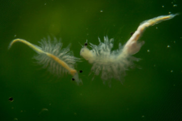 extremes Makro eines Artemia, Salzwasserkrebs, Makro von Kleinstlebewesen, Plankton