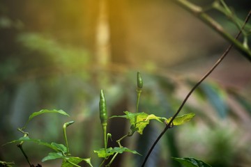 Bird's eye chili growing on bush in the garden and morning light.
