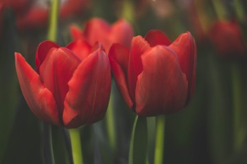 Naklejka premium Beautiful red tulips blooming in the garden. Selective Focus.