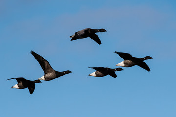 Brent Gooses in fly on a sky. Their Latin name is Branta bernicla.