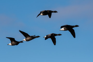 Fototapeta na wymiar Brent Gooses in fly on a sky. Their Latin name is Branta bernicla.
