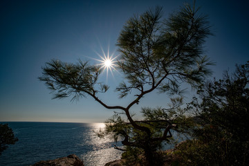 Photo of pine tree at sunset