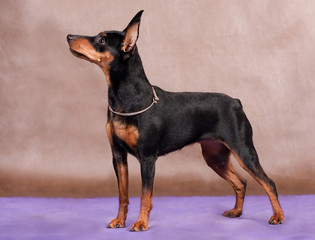 Fototapeta na wymiar Miniature pinscher dog stands on a purple-brown background