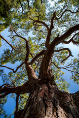 View of a big old pine tree from down to the tree top