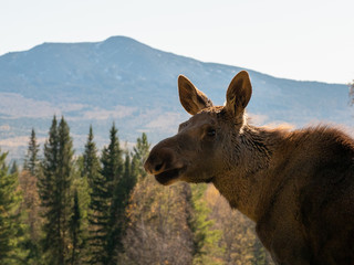 elk