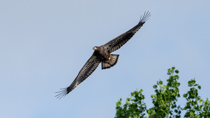 A fledgling American Bald Eagle in flight.