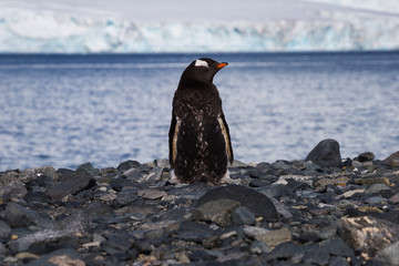 One Gentoo Antarctica lonely penguin on the stone coast, South Shetland islands