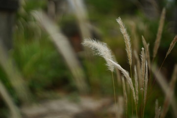 Reeds, weeds or weeds (Imperata cylindrica Raeusch.) Is a kind of sharp leafy grass, which often becomes a weed on agricultural land.