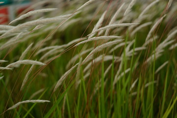 Reeds, weeds or weeds (Imperata cylindrica Raeusch.) Is a kind of sharp leafy grass, which often becomes a weed on agricultural land.