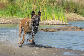 Chien de Berger Belge Malinois in photo workshop. Dog in amazing autumn photo workshop in Prague.