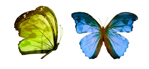 Color butterflies , isolated on white background