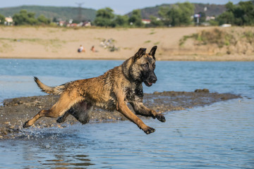 Belgian Malinois is jumping into the water.  Dog in amazing autumn photo workshop in Prague. 