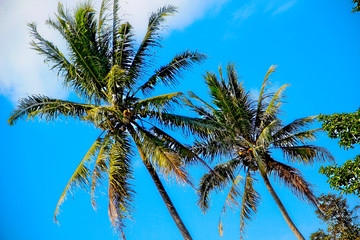 Palm trees on the island of Java. Indonesia