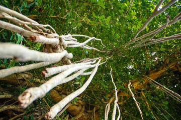 A gigantic tree seen from below winged from the Borobudur temple. Indonesia