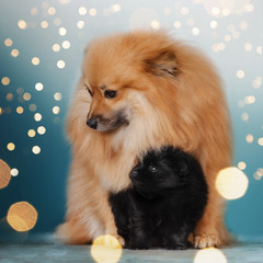 Spitz dog cute puppy New Year portrait bokeh and blue background