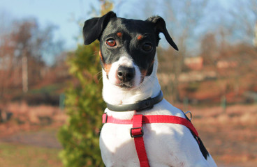 Portrait of a dog Jack Russell Terrier with black and white color on a park background.