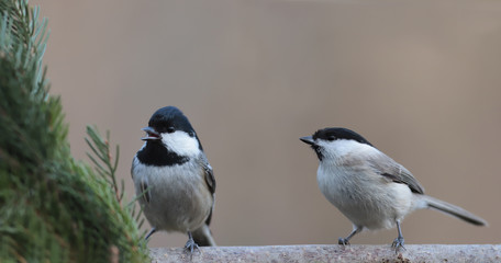 Obraz premium Willow tit is listening to what Coal Tit is tweeting sitting near a spruce branch on a blurry brown background ...
