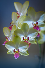 Exquisite white-yellow flowering sun orchid of the genus phalaenopsis on  blue blured background