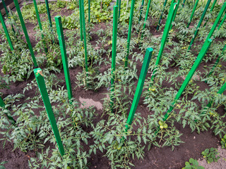 Use as a support for growing tomato wooden pegs