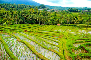Fototapeta na wymiar Landscape of Jatiluwih rice paddies, Bali. Indonesia