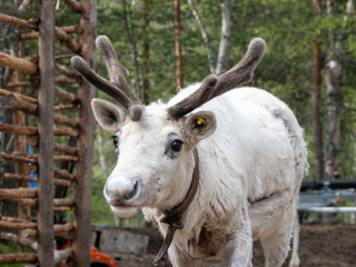 Fototapeta premium reindeer
