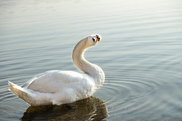 Cigno bianco al lago