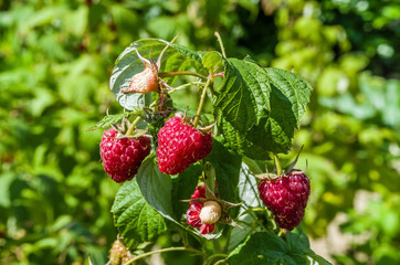 a bunch of ripe red raspberries on a bush growing in a garden lit by summer sun