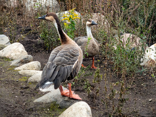 Two swan goose stand opposite each other, stretching their necks.