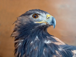 Golden eagle head on a bright beige background. The glance and powerful beak give the bird a serious look.
