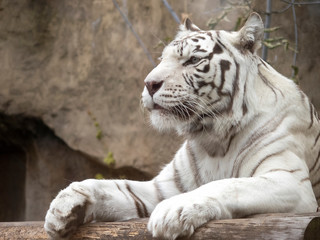 White Bengal tiger in calm condition. You can see the beautiful face of the animal with a brown stripes pattern.