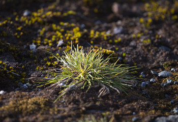 Macrophoto of Deschampsia antarctica, the Antarctic hair- grass, one of two flowering plants native to Antarctica