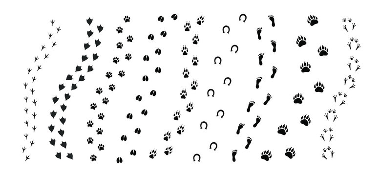 Vector black set bundle of different animals foot print path tracks isolated on white background