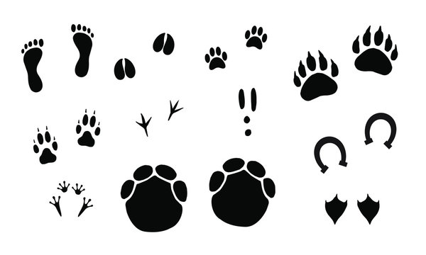Vector black set bundle of different animals foot print steps isolated on white background