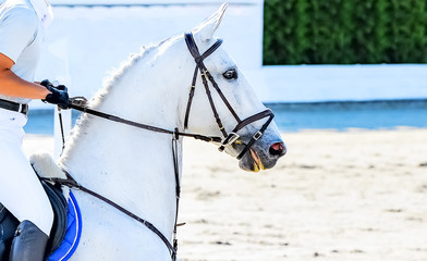 Horse and rider in light uniform performing jump at show jumping competition. Beautiful white horse...