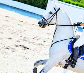 Horse and rider in light uniform performing jump at show jumping competition. Beautiful white horse...