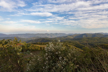 Obraz premium Wildflowers on Max Patch overlooking Great Smoky Mountains National Park