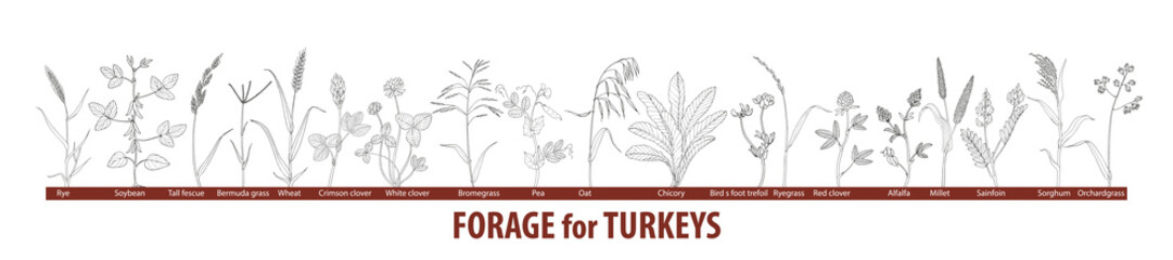 Big set forage plants for turkeys - chufa sedge, chicory, alfalfa, clover, millet, oat, rye, sorghum, forage pea, sainfoin, orchard grass, ryegrass, wheat. Black and white drawing. - obrazy, fototapety, plakaty