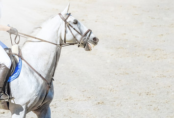 Horse and rider in light uniform performing jump at show jumping competition. Beautiful white horse...
