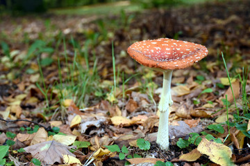 mushroom in the forest