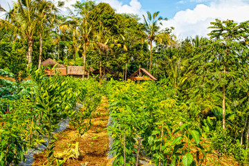 A cocoa crop field in Ubud, Bali. Indonesia