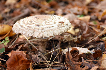 mushroom in the forest