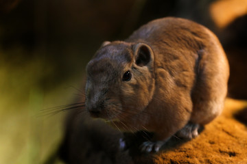Portrait of a wild little rodent