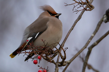 Fluffy bohemian waxwing (bombycilla garrulus) sitting on a branch in Stockholm, Sweden.