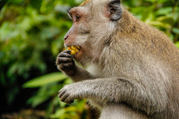 Monkey Temple in Ubud, Bali. Indonesia