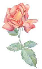 Rose flower on white background. Watercolor drawing. A single flower. Graphics. For illustration, invitation, decor, design, printing.