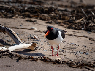 oystercatcher